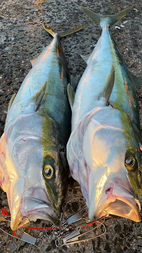 ブリの釣果