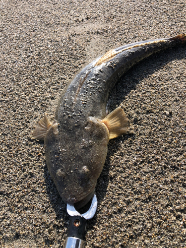 マゴチの釣果