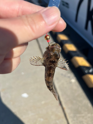 アナハゼの釣果