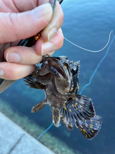 オウゴンムラソイの釣果