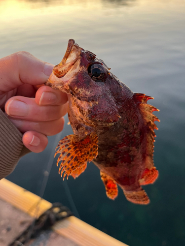 ヨロイメバルの釣果