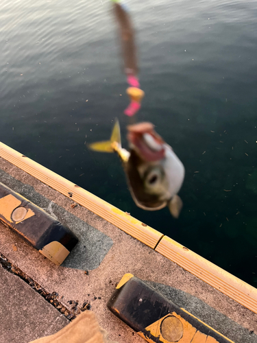 サバの釣果