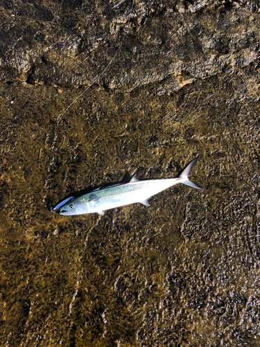 サゴシの釣果