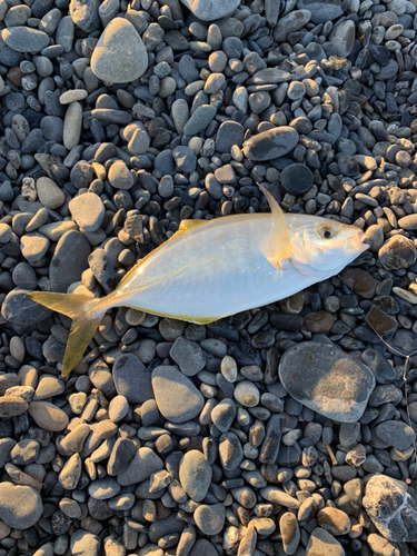 シマアジの釣果