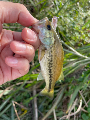 ブラックバスの釣果