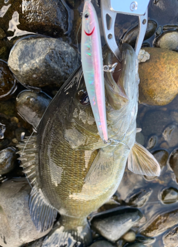 スモールマウスバスの釣果