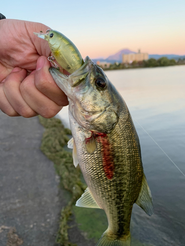 ラージマウスバスの釣果