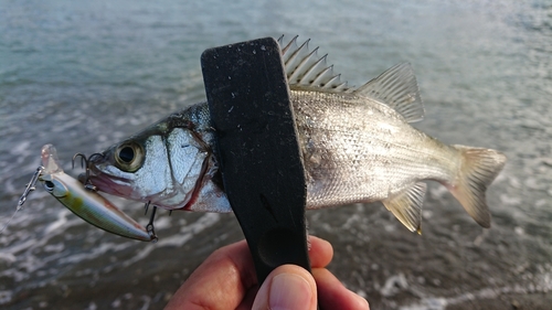 セイゴ（マルスズキ）の釣果