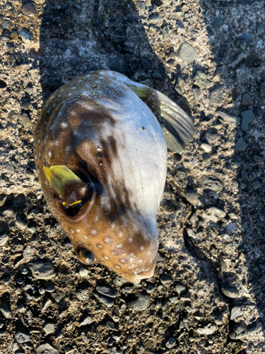 フグの釣果