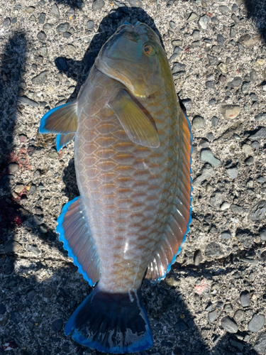 アオブダイの釣果