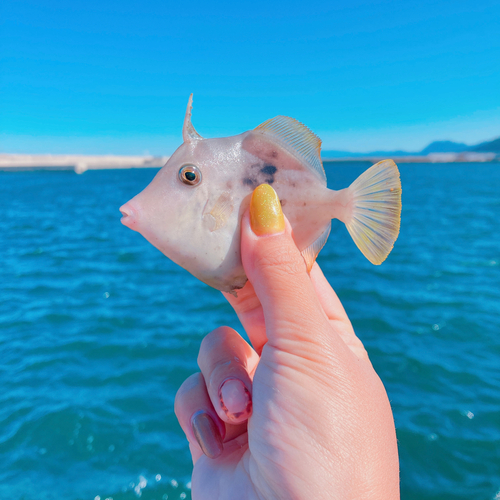 カワハギの釣果