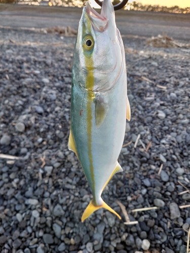 イナダの釣果