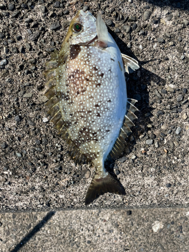 アイゴの釣果