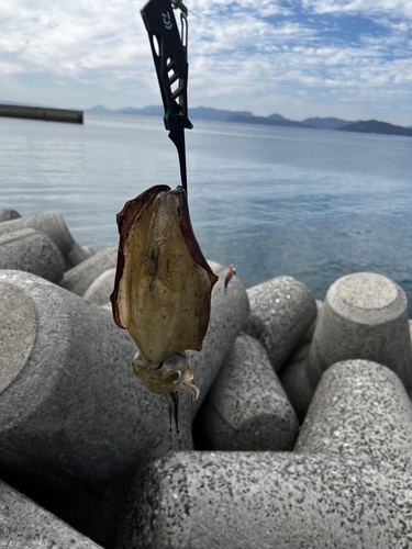 コウイカの釣果