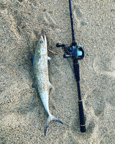 サゴシの釣果