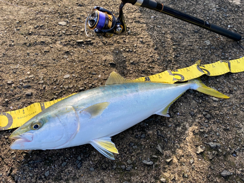 メジロの釣果