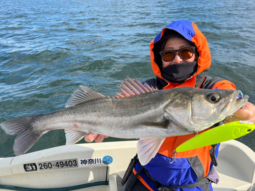 シーバスの釣果