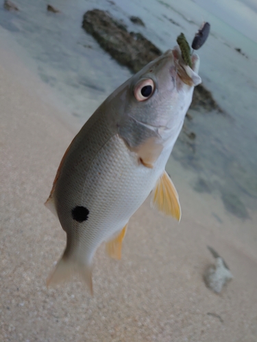 イッテンフエダイの釣果