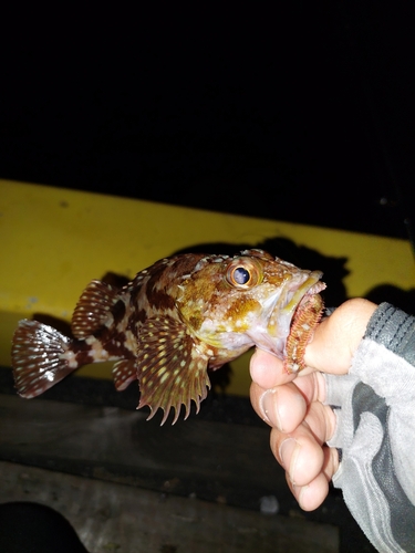 カサゴの釣果