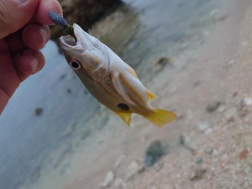 ヤマトビーの釣果