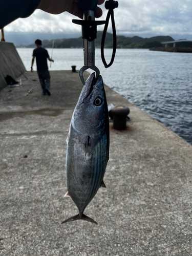 ハガツオの釣果