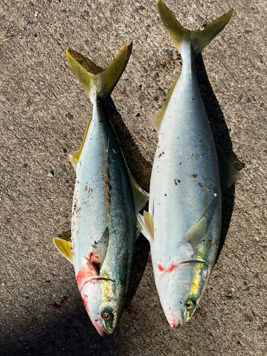 ワカナゴの釣果