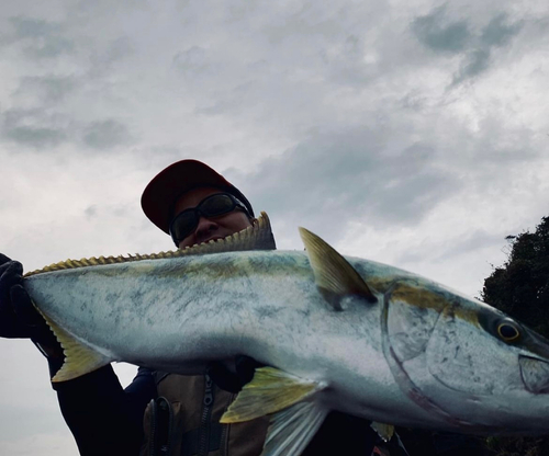 ヒラマサの釣果