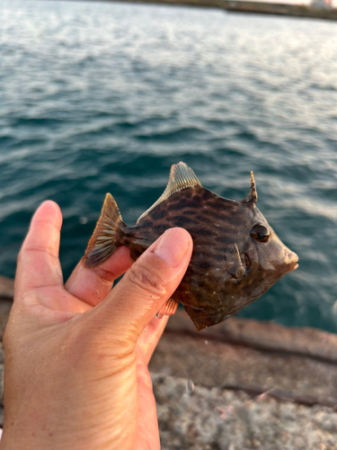 カワハギの釣果