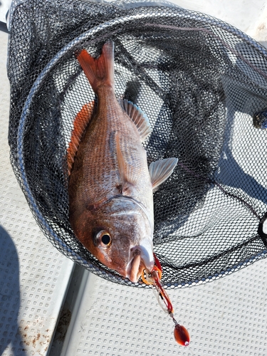 コウイカの釣果