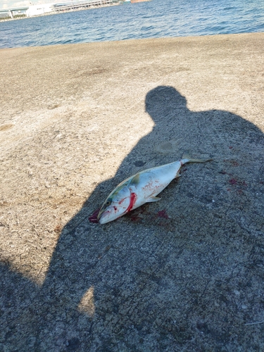 ツバスの釣果