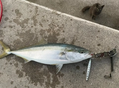 ハマチの釣果