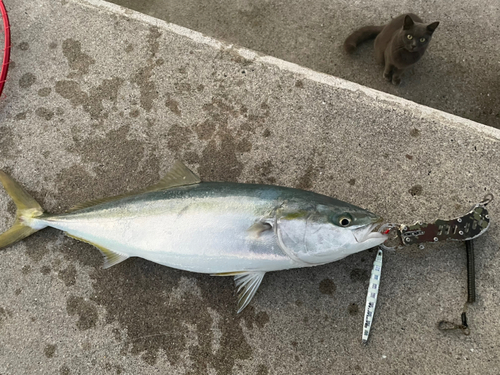 ハマチの釣果