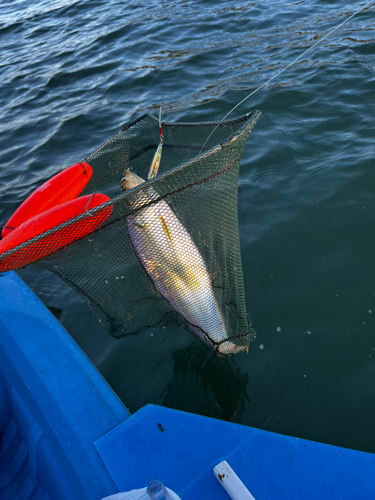 ヒラの釣果