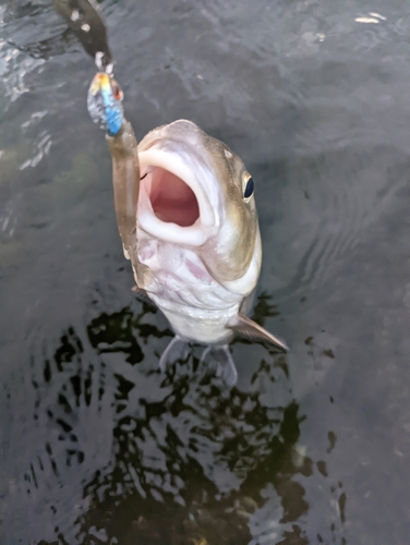 ニゴイの釣果