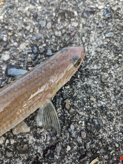 エソの釣果