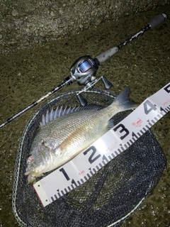 キビレの釣果