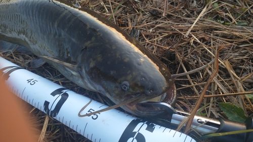 ナマズの釣果