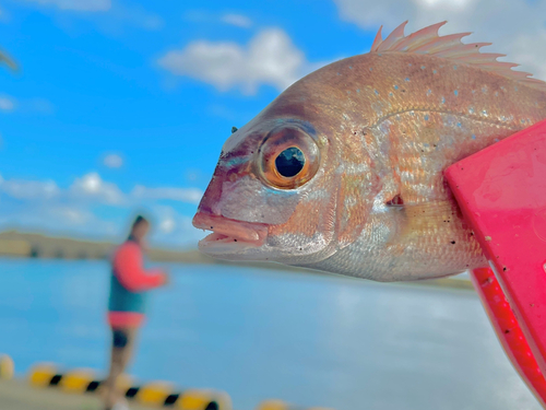 チャリコの釣果