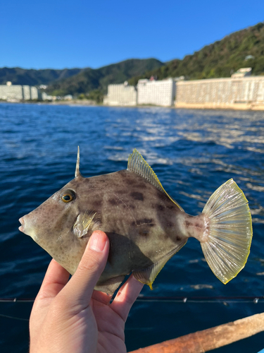 カワハギの釣果