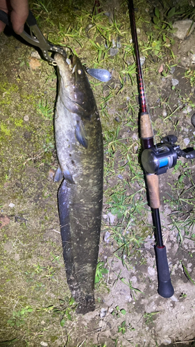 マナマズの釣果