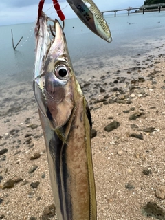 タチウオの釣果