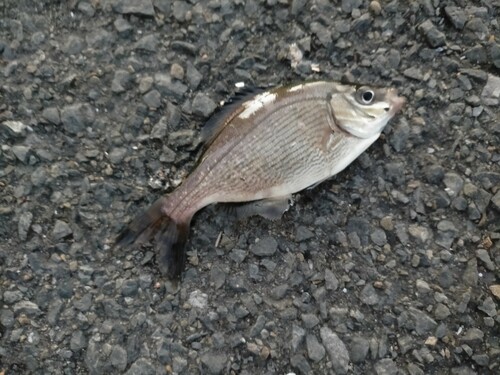 ウミタナゴの釣果