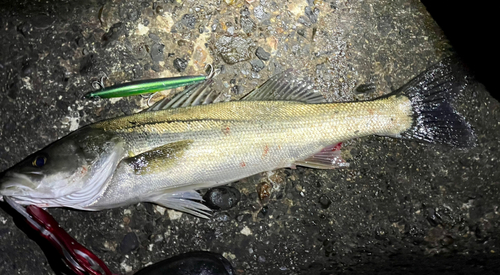 シーバスの釣果