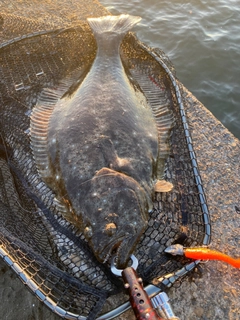 ヒラメの釣果