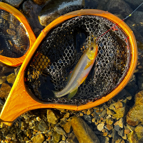 カワムツの釣果