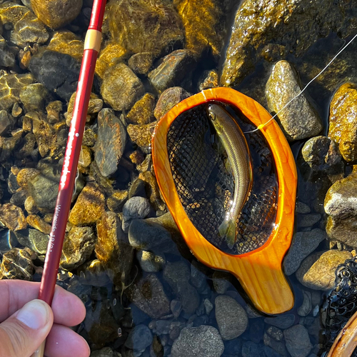 カワムツの釣果