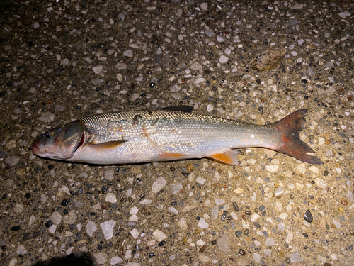 ウグイの釣果