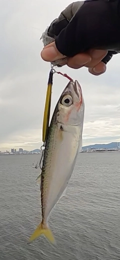 サバの釣果