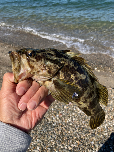 タケノコメバルの釣果