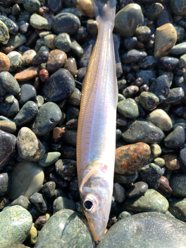 シロギスの釣果